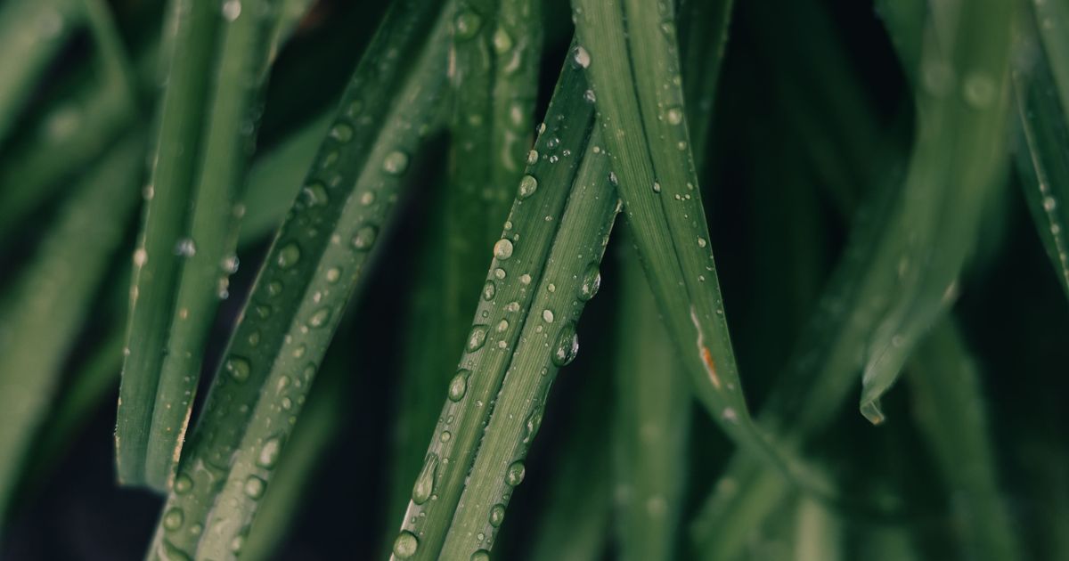 Bacopa monnieri (brahmi) – drobné bílé květy a svěže zelené listy bahenní rostliny