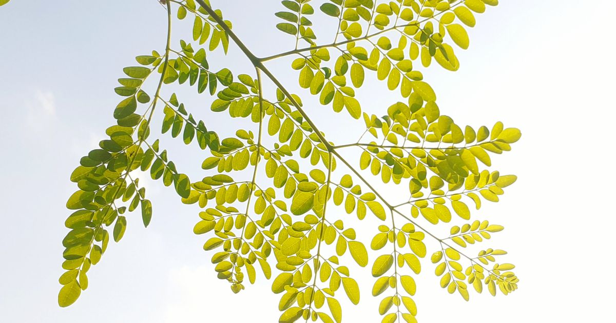 Moringa oleifera – zeleni prah od osušenog lišća i svježi listovi moringe